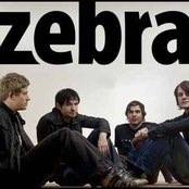 Zebra - List pictures