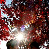 The Scene Aesthetic - List pictures