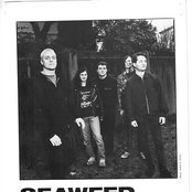 Seaweed - List pictures