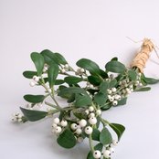 Mistletoe - List pictures