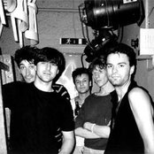 Chameleons - List pictures