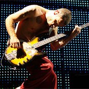 Flea - List pictures