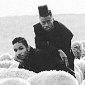 Black Sheep - List pictures