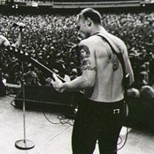 Flea - List pictures