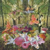 Monster Rally - List pictures