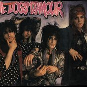 Dogs Damour - List pictures