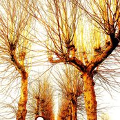 Crippled Black Phoenix - List pictures