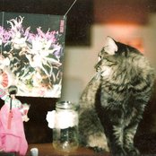 So Pitted - List pictures