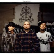 Transplants - List pictures