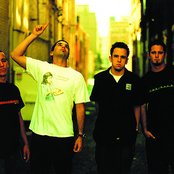 Dogwood - List pictures