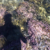 Lord Raja - List pictures