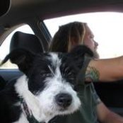 Bard - List pictures