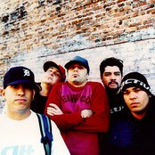 Dogwood - List pictures