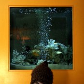 Mountain Goats - List pictures