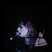 Cats On Trees - List pictures