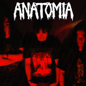 Anatomia - List pictures