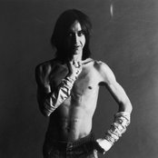 Pop Iggy - List pictures