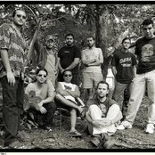 Bamboo - List pictures