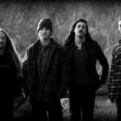 Cormorant - List pictures