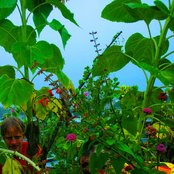 Lightning Bolt - List pictures