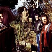 Polar Bear - List pictures