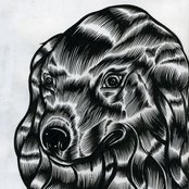 Golden Retriever - List pictures