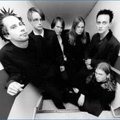 Bay Laurel - List pictures